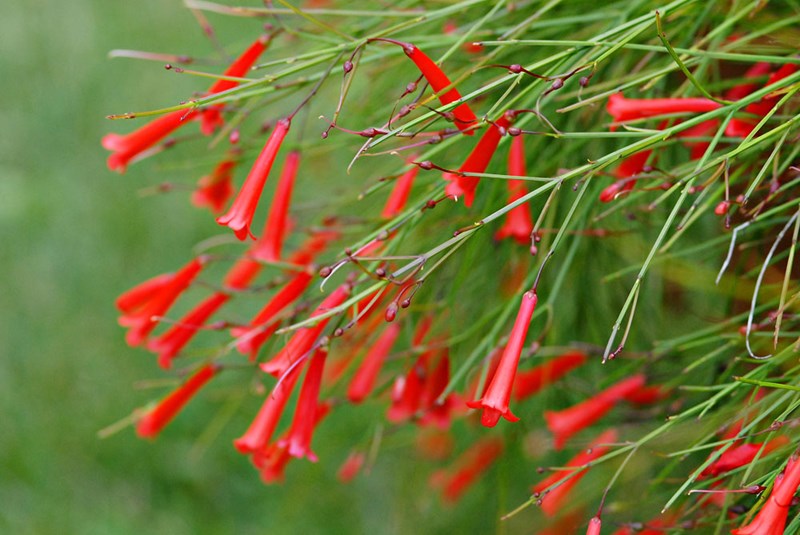 liễu tường hoa đỏ