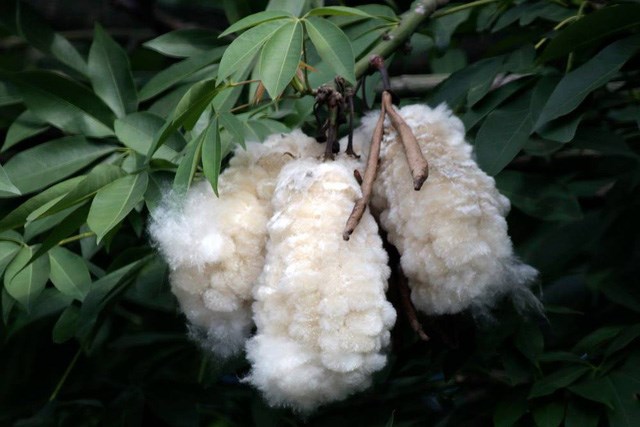 cây bông gòn | bông gạo