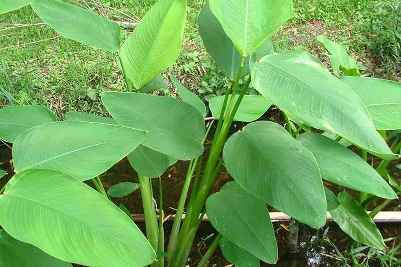 hồng hạc | cần câu