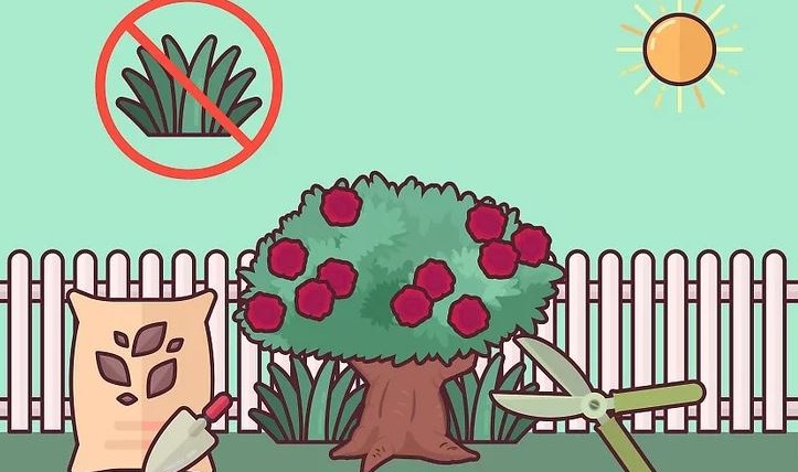 Cách để Cứu bụi hoa hồng sắp chết