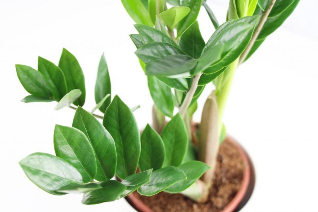 Cách để cứu cây trồng bị ngập úng
