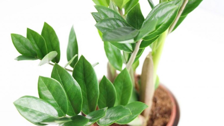 Cách để cứu cây trồng bị ngập úng