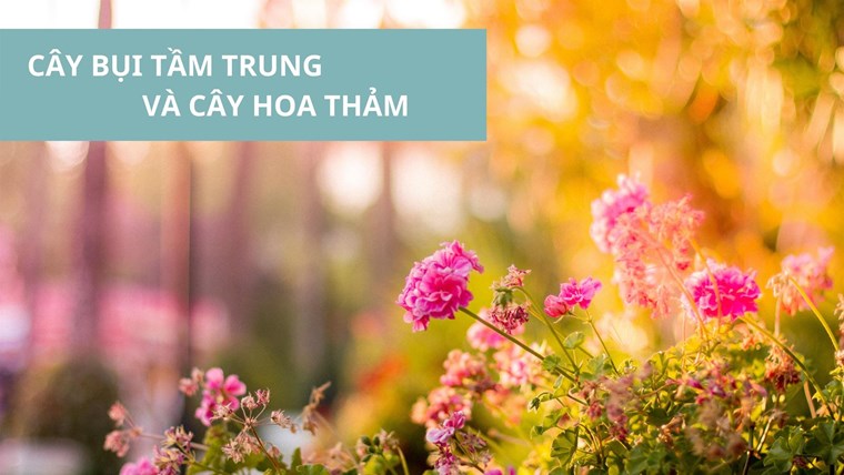 Nguyên tắc chọn hoa và cây bụi tầm trung trồng công viên và vườn hoa trong đô thị.