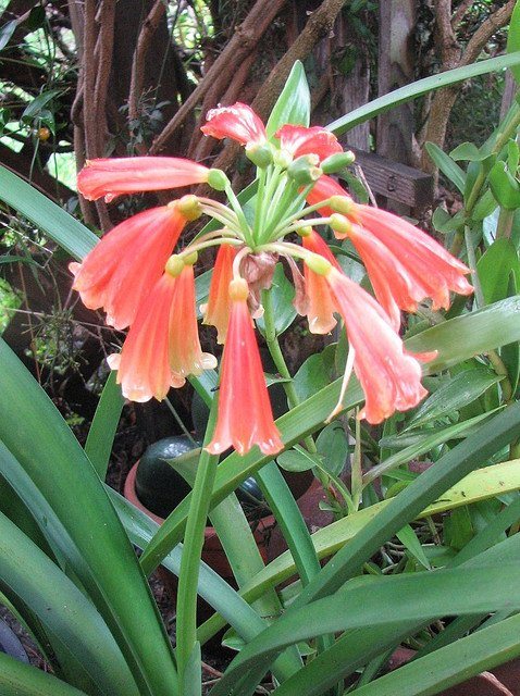 Clivia nobilis với cụm hoa hình ống rủ xuống