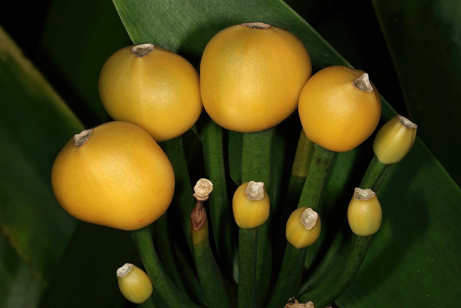 Chùm quả chín màu vàng của dạng var. citrina