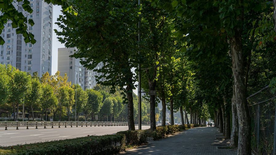 Cây xanh trong thiết kế cảnh quan: hạng mục duy nhất còn lớn lên sau bàn giao