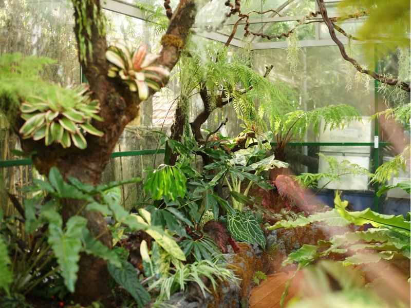Bên trong nhà kính Thảo Điền: bromeliad ghép trên thân cây khô, dương xỉ thân gỗ và mảng ráy dưới lớp sương phun