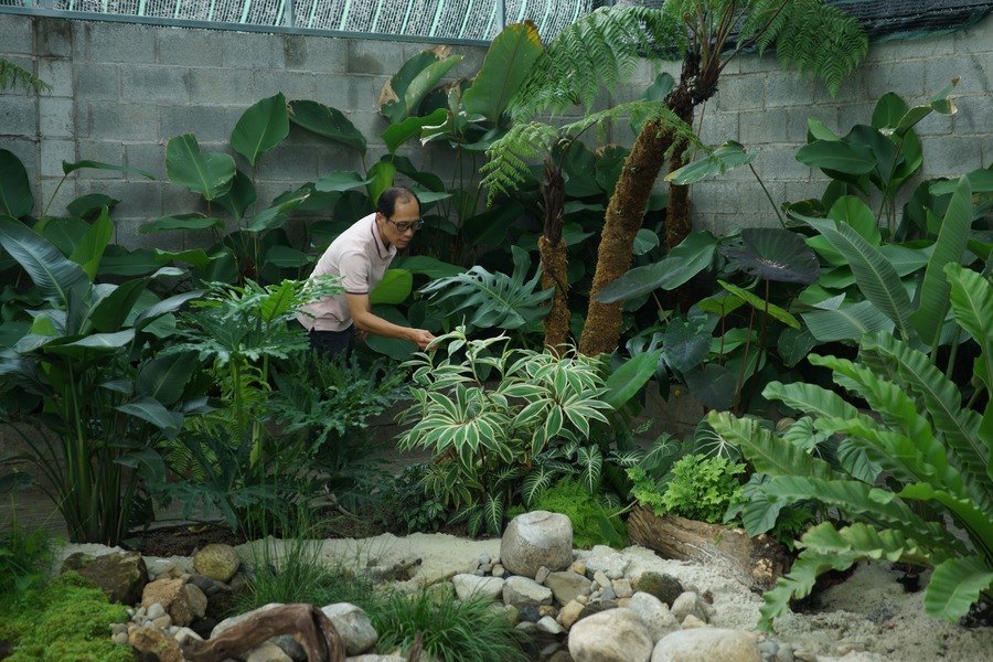 Người chăm vườn tỉa lá bên bụi stromanthe giữa vườn Tripitaka, nền cát trắng và đá cuội phía trước, dương xỉ thân gỗ phía sau
