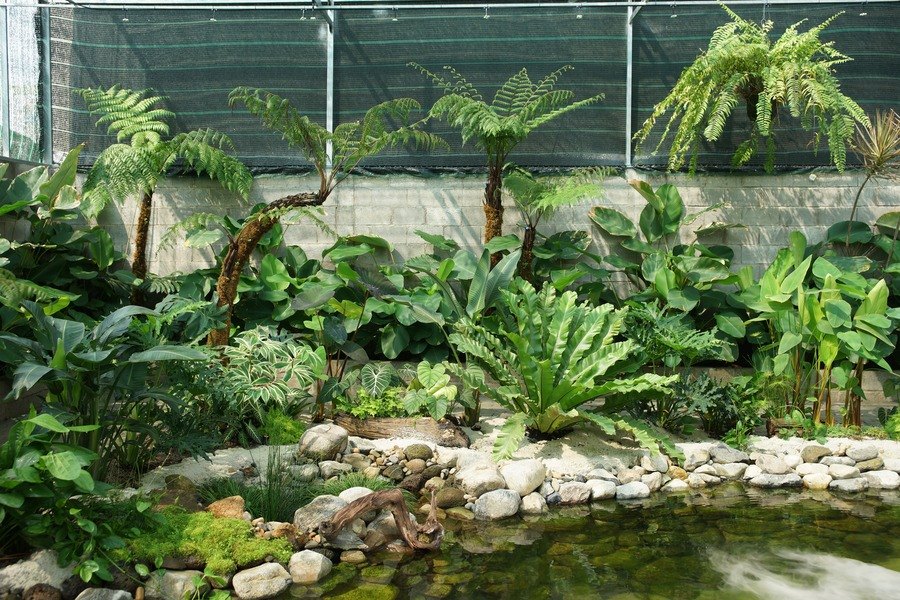 Toàn cảnh vườn Tripitaka: dương xỉ thân gỗ và chuối cảnh làm tầng cao sát tường block, tầng trung ráy và môn kiểng, tầng thấp tổ điểu và rêu, phía trước là bể sinh học viền đá cuội