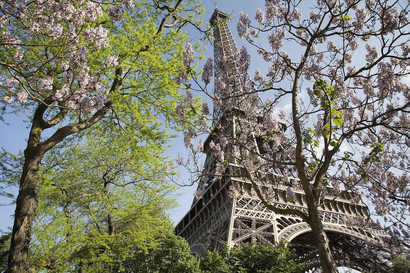 Tháp Eiffel nhìn qua tán cây hoa bao đồng mùa xuân ở Paris