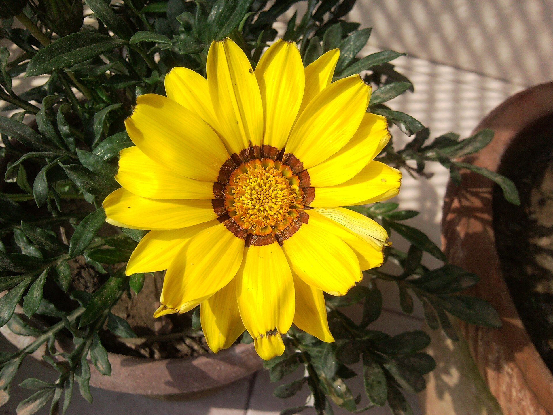 Bông hoa gazania vàng nở giữa chậu cây trên ban công nắng