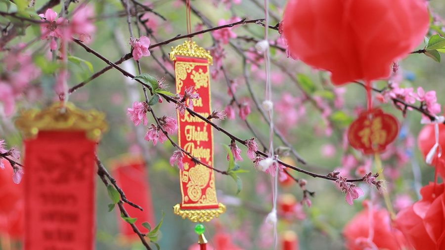 Những loài hoa chưng Tết: vẻ đẹp, ý nghĩa và cách chọn (Phần 2)