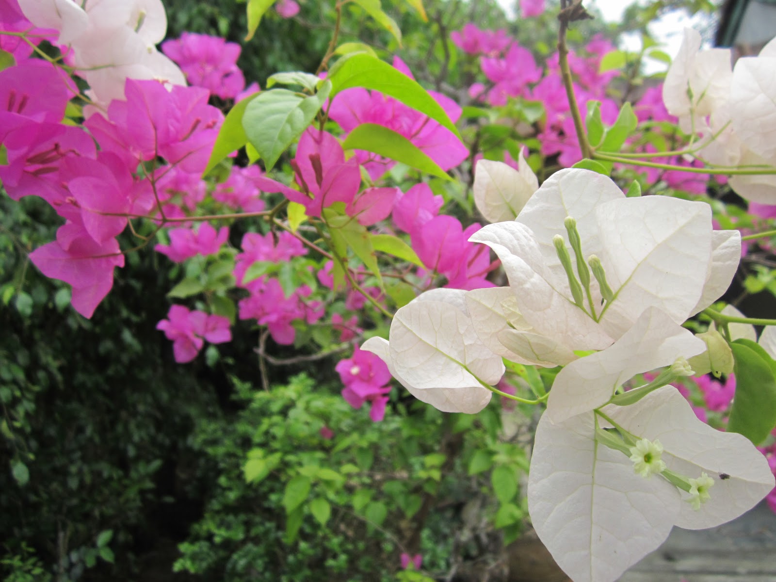 Du khách check in bên những cây hoa giấy đẹp nhất ở Hạ Long