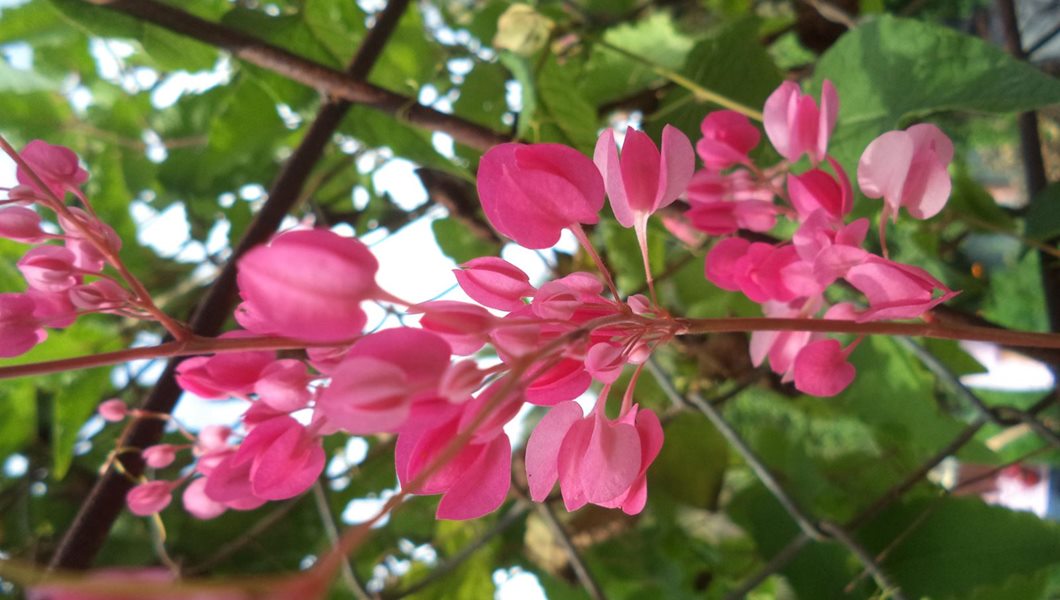 Hoa Tigon