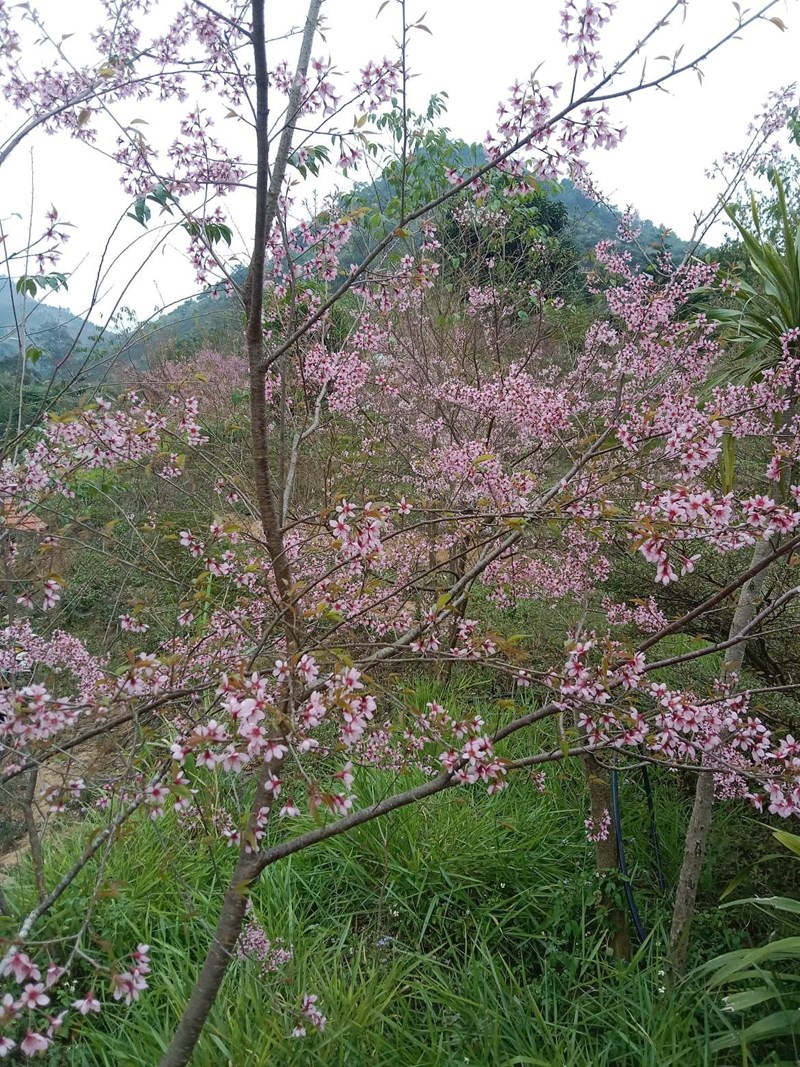 Mai Anh Đào