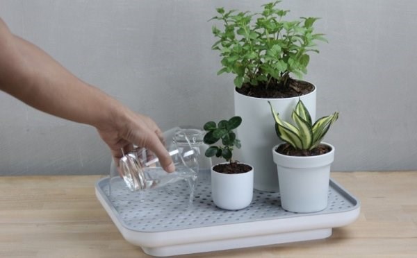 MẸO TƯỚI CÂY KHI VỀ QUÊ ĂN TẾT HOẶC VẮNG NHÀ LÂU NGÀY
.
Hế lô
Sắp tết rồi, bạn có dự định về quê hoặc đi du lịch, phải vắng nhà lâu ngày,
Mà không biết nhờ ai tưới giúp đám cây cưng, thì tham khảo các...