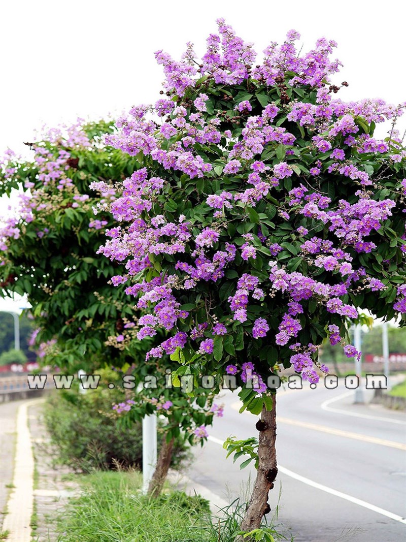Cây Bằng Lăng Tím