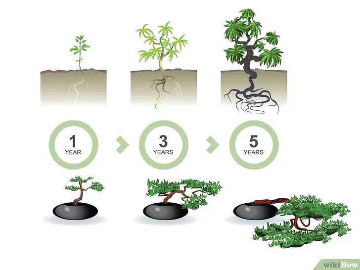 Tiêu đề ảnh Start a Bonsai Tree Step 04