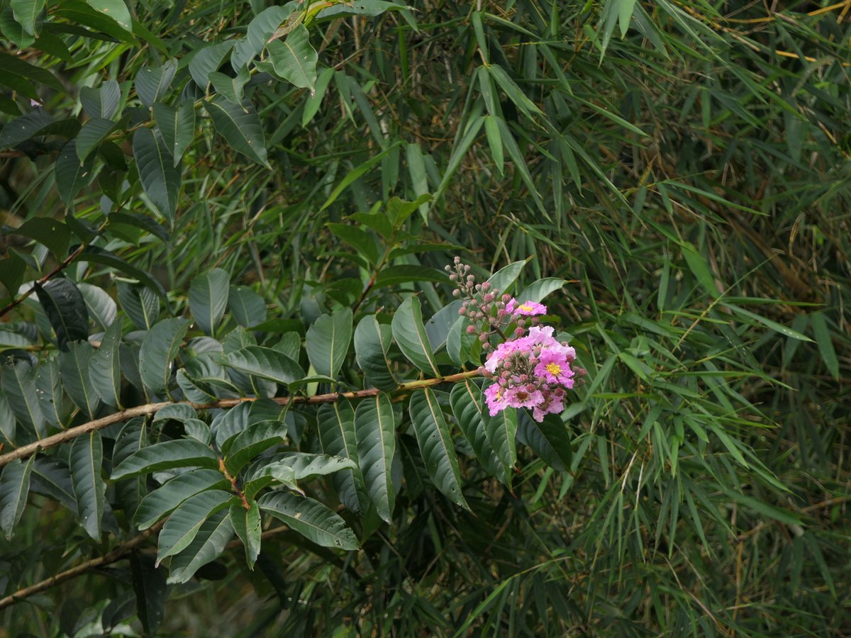 Bằng lăng nước (Lagerstroemia speciosa) — cây gỗ tầm trung, hoa tím