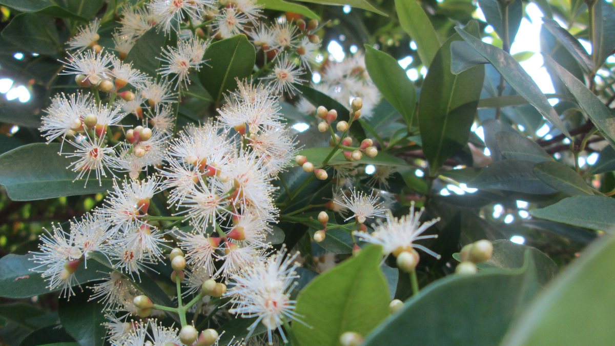 Hồng lộc (Syzygium myrtifolium) — cây bụi lá màu, hoa chùm trắng