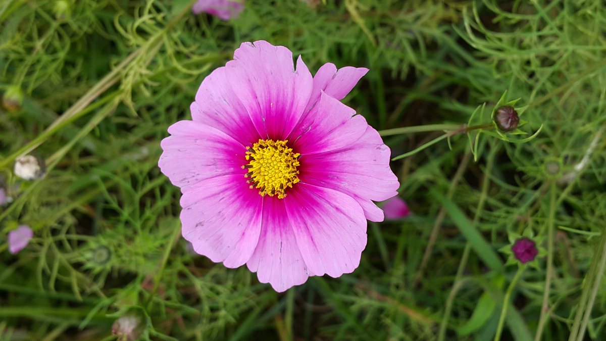 Sao nháy (Cosmos bipinnatus) — cây bụi hoa