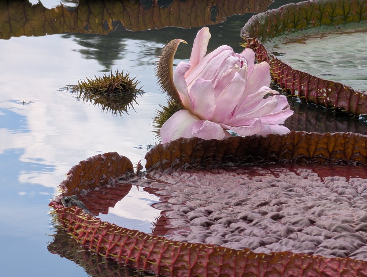 Súng nia (Victoria amazonica) — cây thuỷ sinh, lá tròn nổi trên mặt nước