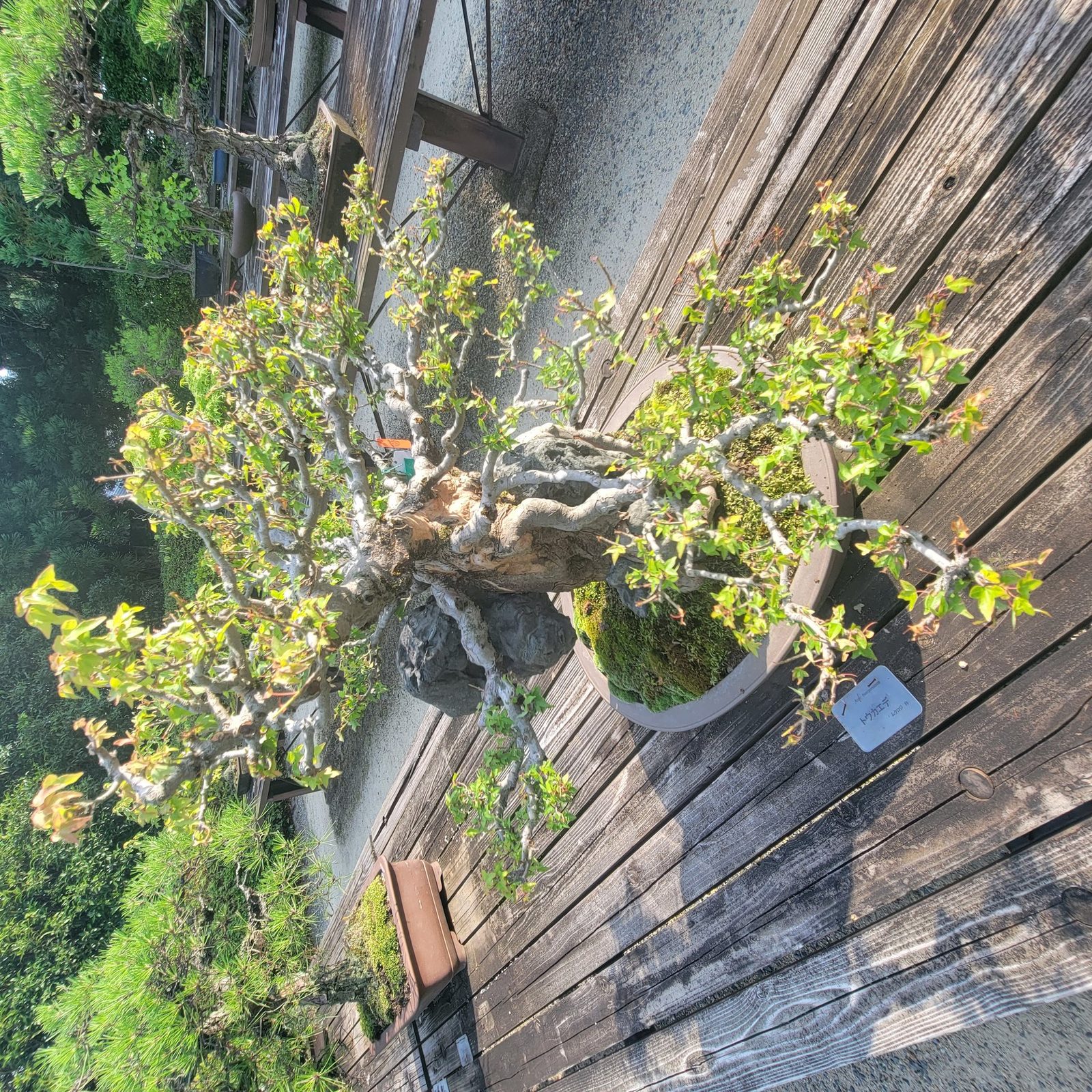 Bonsai ở Kyoto: một cây, một dáng, tiết chế chi tiết (hình 2 trong 2)