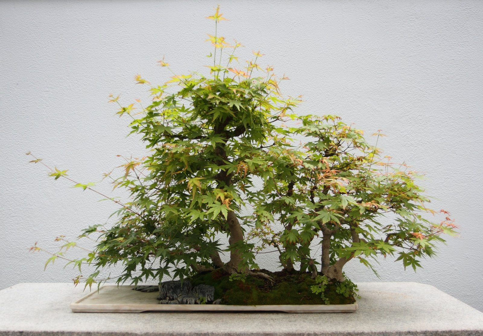 Penjing Trung Hoa — dựng cả một cảnh, khác với bonsai Nhật thu về một cây (hình 1 trong 2)