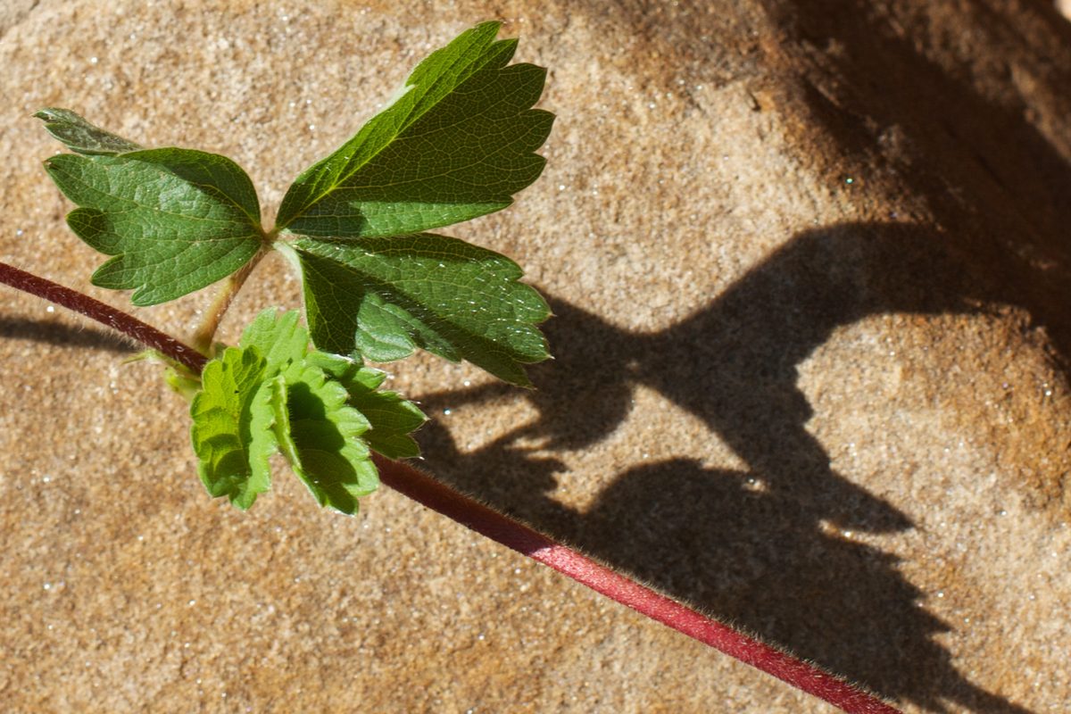 Dâu tây (Fragaria × ananassa)