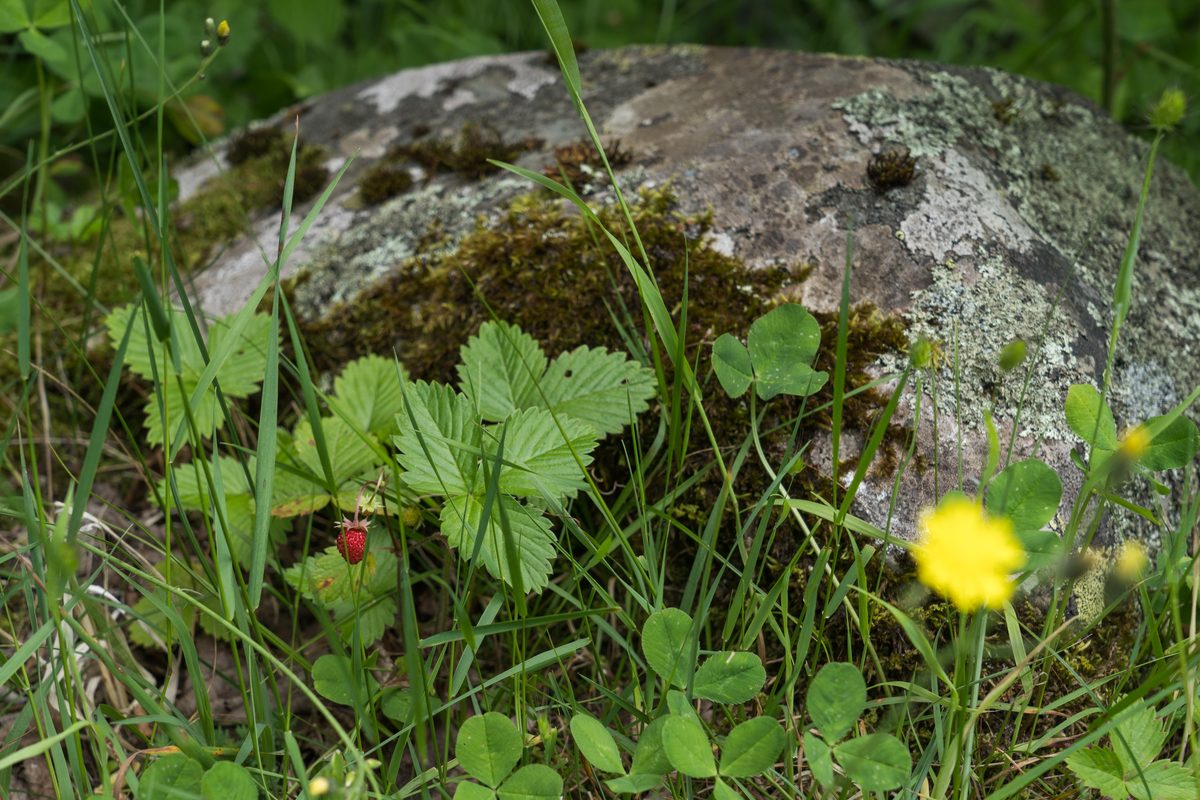 Dâu tây (Fragaria × ananassa)