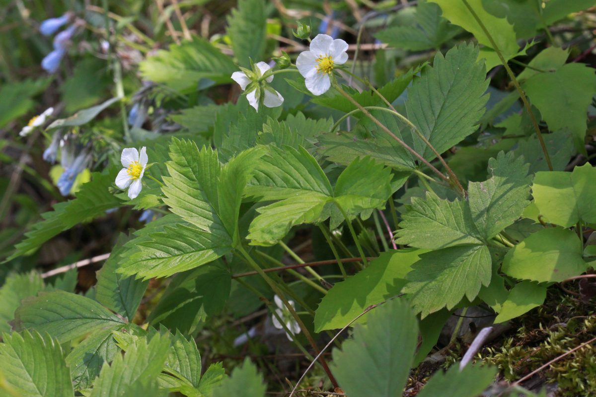 Dâu tây (Fragaria × ananassa)