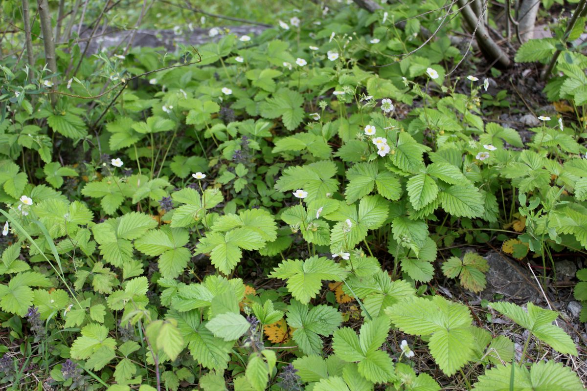 Dâu tây (Fragaria × ananassa)