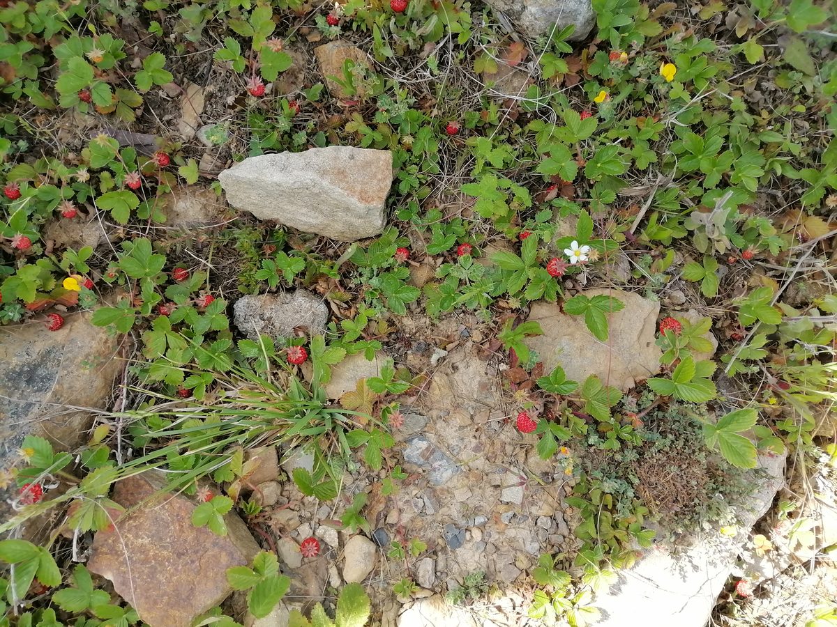 Dâu tây (Fragaria × ananassa)