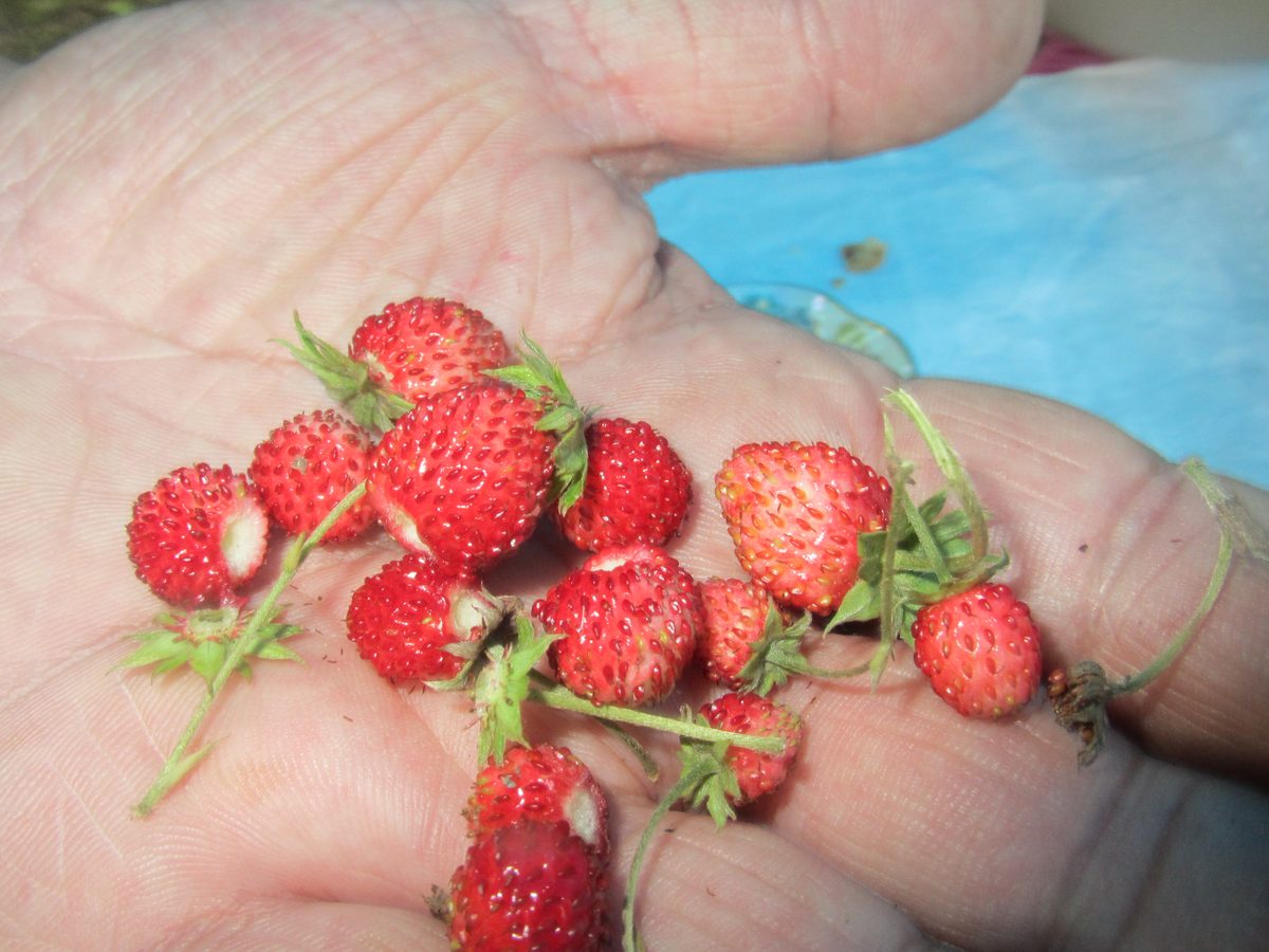 Dâu tây (Fragaria × ananassa)