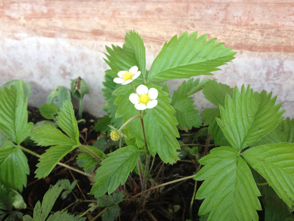 Dâu tây (Fragaria × ananassa)