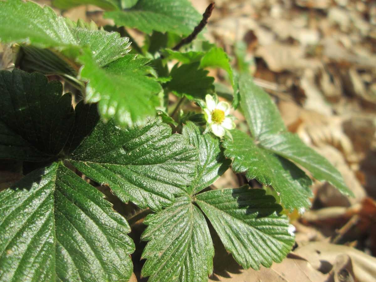 Dâu tây (Fragaria × ananassa)