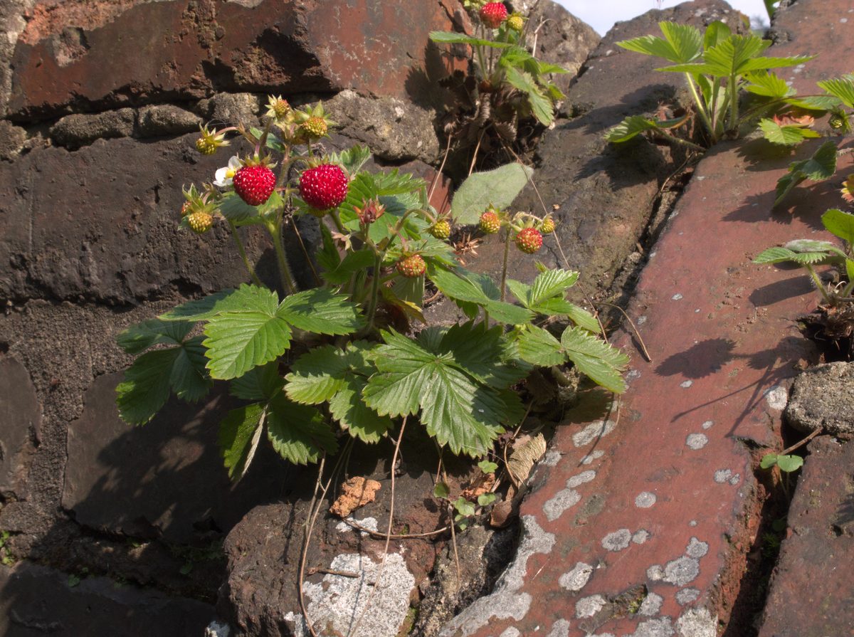 Dâu tây (Fragaria × ananassa)