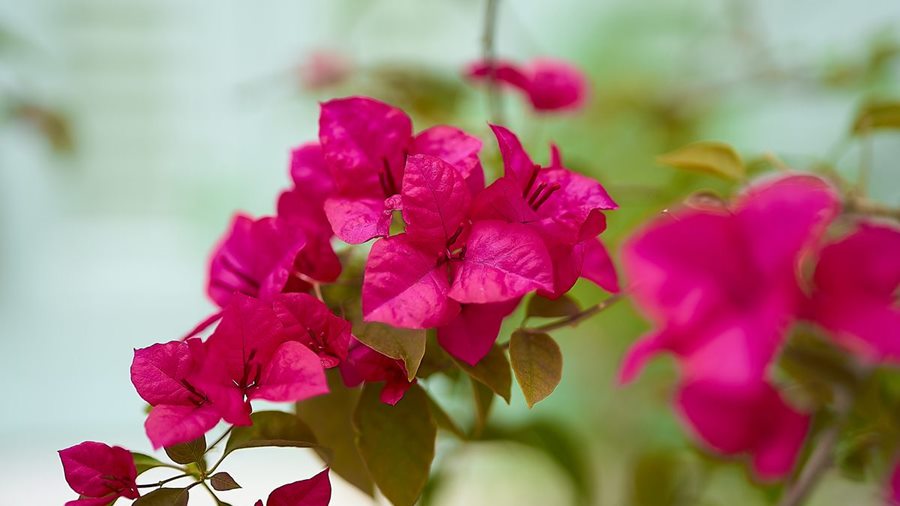 Kỹ thuật trồng và chăm sóc hoa giấy