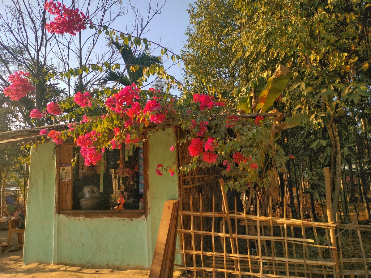 Hoa giấy (Bougainvillea)