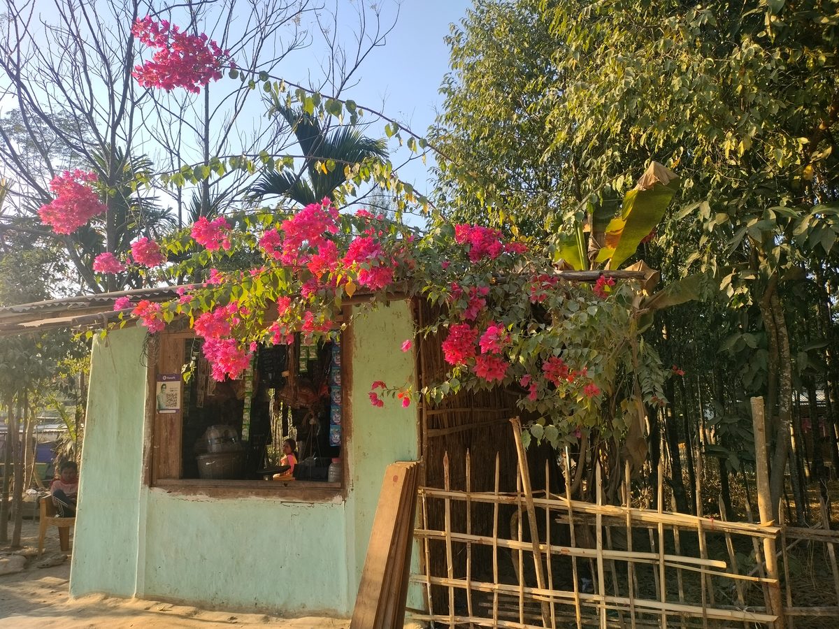 Hoa giấy (Bougainvillea)