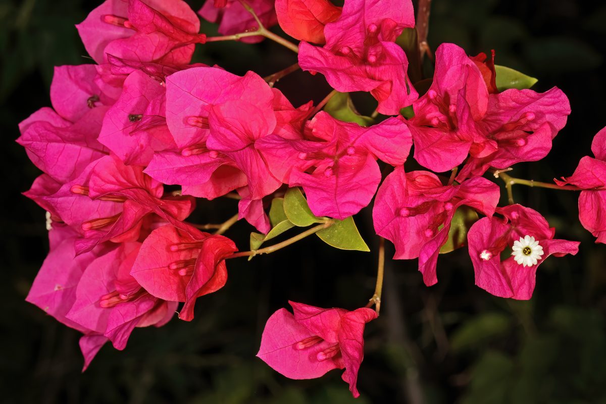 Hoa giấy (Bougainvillea)