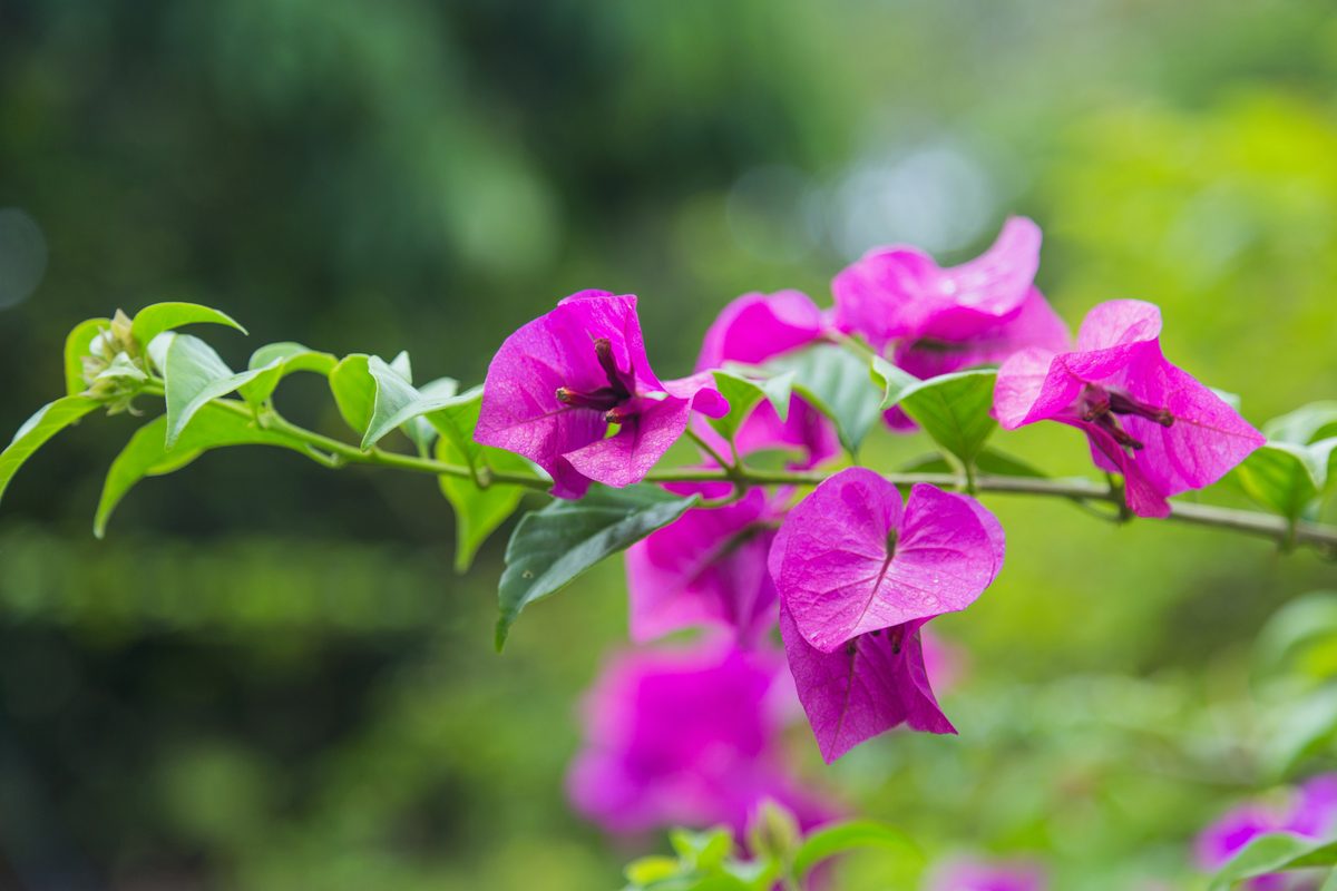 Hoa giấy (Bougainvillea)