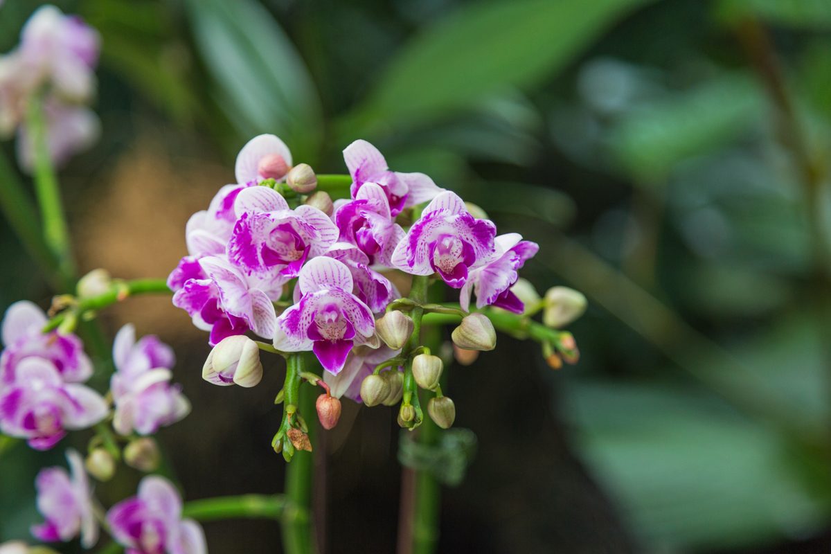 Lan cảnh — Dendrobium, Phalaenopsis và các loài trồng phổ biến
