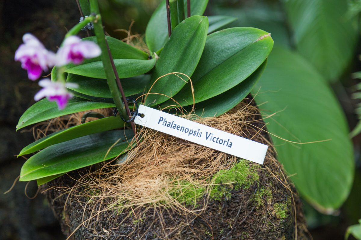 Lan cảnh — Dendrobium, Phalaenopsis và các loài trồng phổ biến