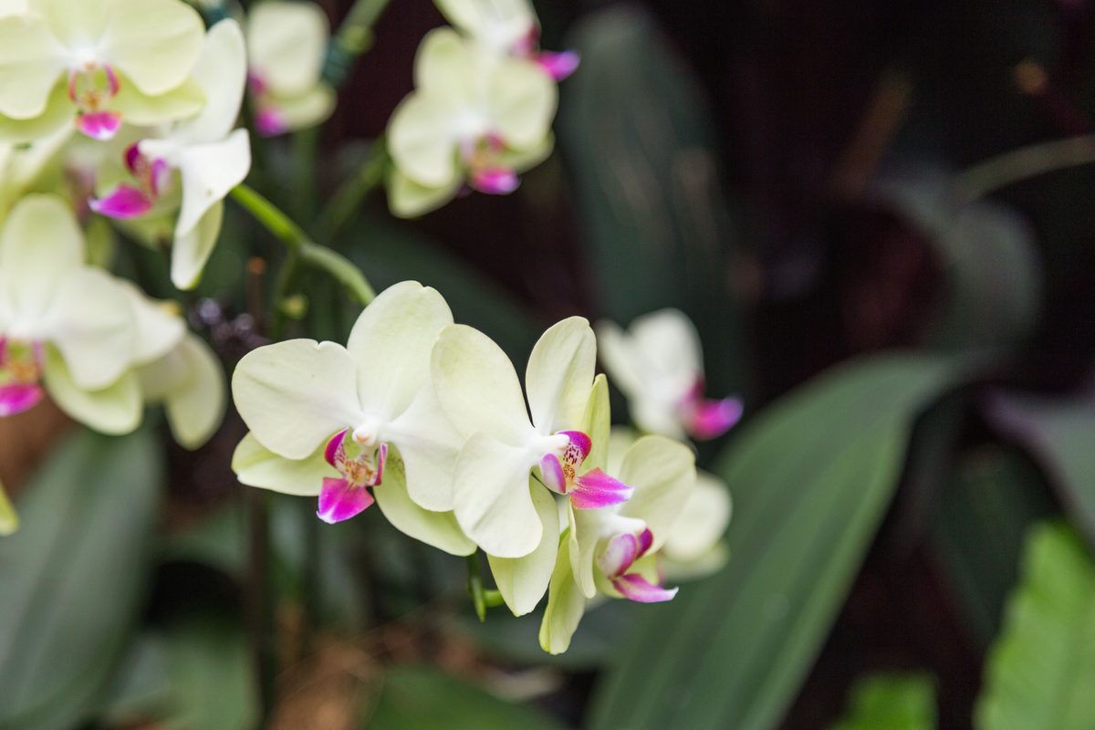 Lan cảnh — Dendrobium, Phalaenopsis và các loài trồng phổ biến