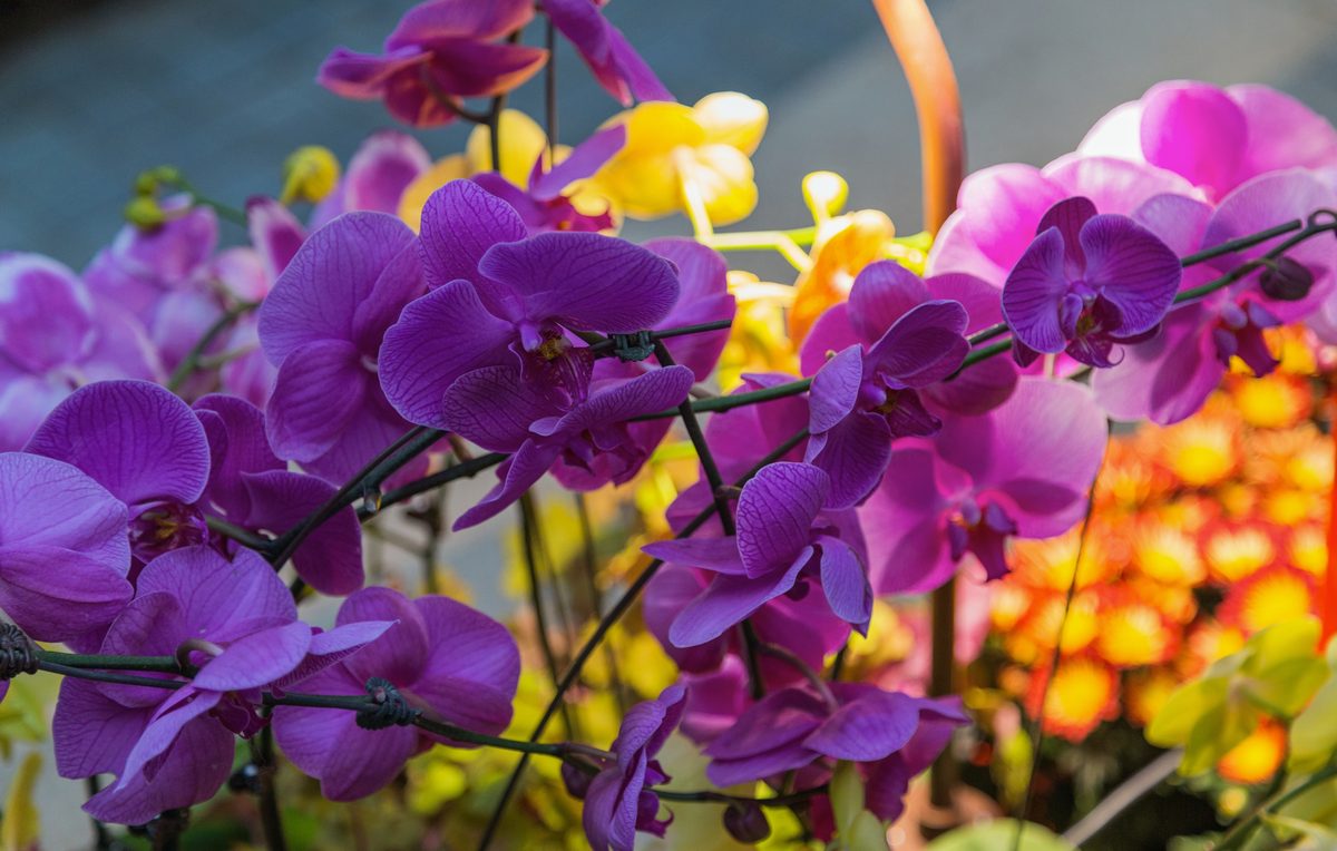 Lan cảnh — Dendrobium, Phalaenopsis và các loài trồng phổ biến