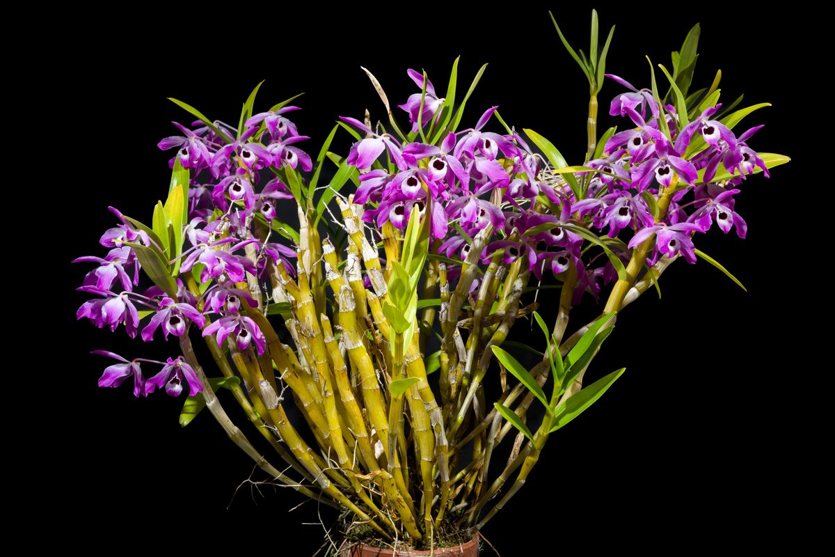 Lan cảnh — Dendrobium, Phalaenopsis và các loài trồng phổ biến