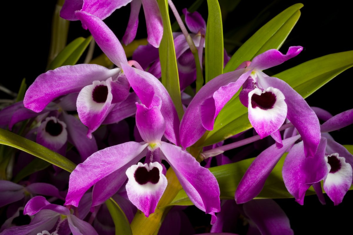 Lan cảnh — Dendrobium, Phalaenopsis và các loài trồng phổ biến