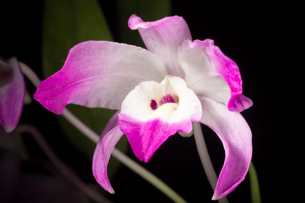 Lan cảnh — Dendrobium, Phalaenopsis và các loài trồng phổ biến