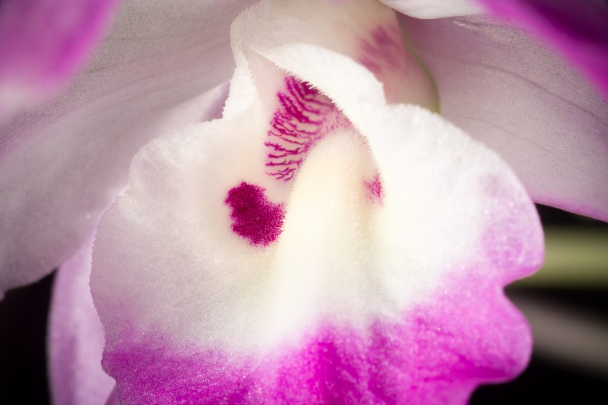 Lan cảnh — Dendrobium, Phalaenopsis và các loài trồng phổ biến